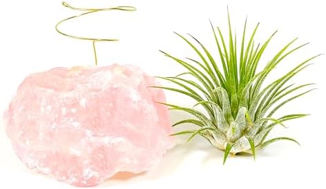 Pink Raw Rose Quartz Crystal Air Plant Holder Gift - Includes Live Healthy Tillandsia Plant Gift Box - Image 6