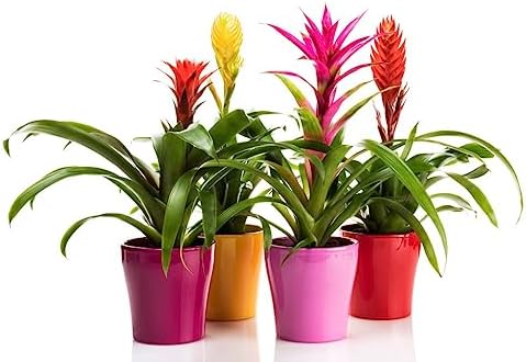 Gardenera Organic Bromeliad Soil Blend - Enhance The Beauty and Resilience of Your Plants - 20 QUARTS - Image 3