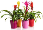 Gardenera Organic Bromeliad Soil Blend - Enhance The Beauty and Resilience of Your Plants - 20 QUARTS - Image 3