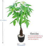Athena's Garden Money Tree Plant Indoor Live Plant Pachira Money Tree with Ceramic Planter 18 Inches Tall, Black Pot - White Rocks, Medium - Image 6