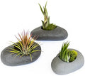 3 Pack Gray Ceramic Stone Holder with Assorted Air Plants - Live Tillandsia Succulent House Plant - Wholesale and Bulk - Home and Garden Decor - Easy Care Indoor and Outdoor Plant by TheAirPlantShop