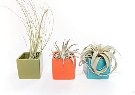 Air Plant Shop Color Cube Sets with Mixed Air Plants - Succulents - Live Tillandsia - Easy Care Indoor and Outdoor House Plants - Image 3
