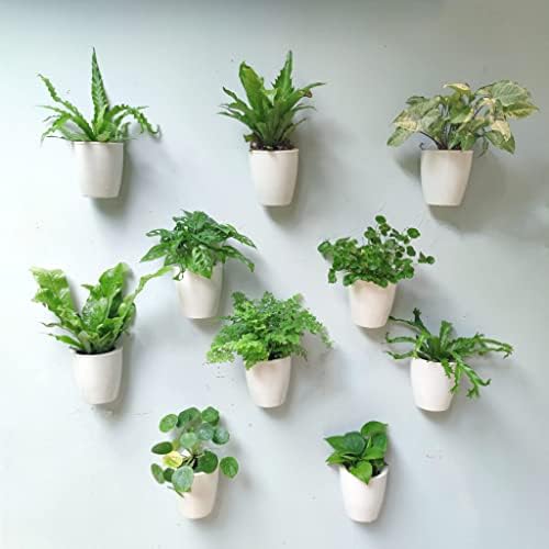 LaLaGreen Wall Planter for Indoor Plants (5in, 10 Pack) White Self-Watering by L%C3%A1L%C3%A1Green