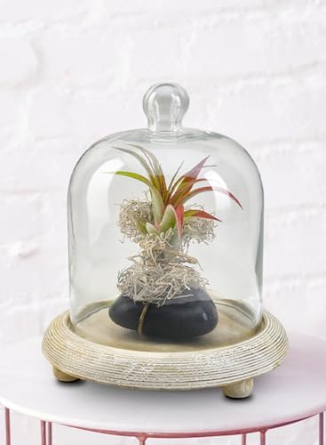 Serene Spaces Living Curio Glass Dome with Natural Wooden Base, Airplants, Flower, Accessories, Photos, Candles, Dessert Display, Home, Office Decor, Gift Idea - 8" Diameter & 9.25" Tall, Pack of 6 - Image 3