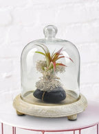 Serene Spaces Living Curio Glass Dome with Natural Wooden Base, Airplants, Flower, Accessories, Photos, Candles, Dessert Display, Home, Office Decor, Gift Idea - 8" Diameter & 9.25" Tall, Pack of 6 - Image 3