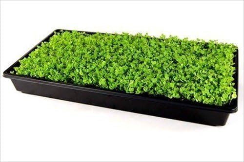 Living Whole Foods 100 Pack of Durable Black Plastic Growing Trays (Without Drain Holes) 21" X 11" X 2" - Flowers, Seedlings, Plants, Wheatgrass, Microgreens & More - Image 6