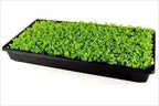 Living Whole Foods 100 Pack of Durable Black Plastic Growing Trays (Without Drain Holes) 21" X 11" X 2" - Flowers, Seedlings, Plants, Wheatgrass, Microgreens & More - Image 6