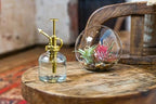 Large Hand-Blown Glass Terrarium Kit with 3 Ionantha Air Plants - Live Tillandsia Succulent House Plant - Wholesale and Bulk - Home and Garden Decor - Easy Care Indoor and Outdoor Plants - Image 6
