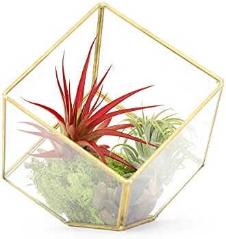 Heptahedron Geometric Glass Terrarium Kit with Red Abdita and Ionantha - Air Plant Tillandsia Holder - Live Tillandsia Succulent House Plant - Home and Garden Decor - Easy Care Indoor Outdoor Plants by TheAirPlantShop