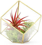 Heptahedron Geometric Glass Terrarium Kit with Red Abdita and Ionantha - Air Plant Tillandsia Holder - Live Tillandsia Succulent House Plant - Home and Garden Decor - Easy Care Indoor Outdoor Plants by TheAirPlantShop