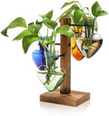 Plant Terrarium Propagation Stations with Wooden Stand by CYZglass