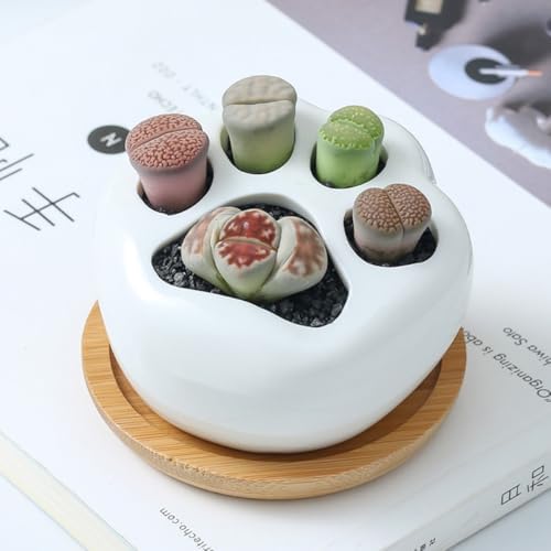 BESTonZON Ceramic Cat Paw Flower Pots, 2 Sets with Tray for Succulents - Image 5
