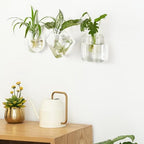 Mkono Wall Hanging Planter Propagation Glass Vase for Hydroponic Plants Home Office Living Room Bathroom Garden Decor - Image 5