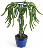 61" Adjustable Dragon Fruit Trellis, Round Ring, Green by Unknown