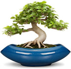 Bonsai Tree Pot 18 Inch - Ceramic Succulent Pots Large Bonsai Planter for Indoor Outdoor Plants Decorative Plant Pot with Drainage Hole Flower Pot for Home Garden Room Decor Blue by Teagas