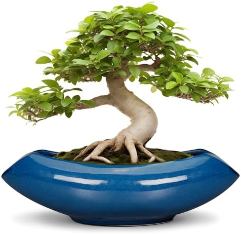 Bonsai Tree Pot 18 Inch - Ceramic Succulent Pots Large Bonsai Planter for Indoor Outdoor Plants Decorative Plant Pot with Drainage Hole Flower Pot for Home Garden Room Decor Blue by Teagas