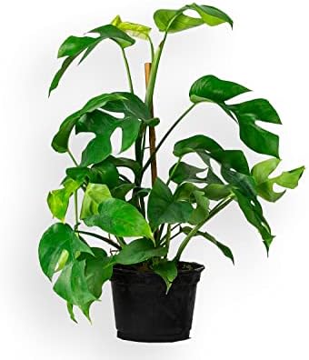GARDENERA Monstera Ginny Soil Mix - Trusted by Experts for Strong and Healthy Plants - 20 Quart (4 Bags of 5 Quart) - Image 5