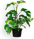 Premium Monstera Ginny Planting Mix - Promotes Steady Growth and Vibrant Leaves by Gardenera - 10 Quart (2 Bags of 5 Quart) - Image 5