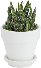 Juvale Mini Terracotta Pots - Pot with Drainage Hole - Versatile Succulent & Herb Planter - Paintable White Planter for Custom Decor - Pack of 12, White, 2.9 x 2.9 x 2.5 in - Image 6