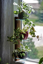 Daniel's Plants 3 Tiered Window Sill Plant Shelf (Real Wood & Glass) | Renter Friendly Window Shelves | Removable Indoor Plant Stand with Hook-and-Loop | Easy Setup | Solid Wood (Woodland Brown) - Image 7
