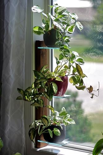 Daniel's Plants 3 Tiered Window Sill Plant Shelf (Real Wood & Glass) | Renter Friendly Window Shelves | Removable Indoor Plant Stand with Hook-and-Loop | Easy Setup | Solid Wood (Woodland Brown) - Image 7