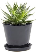 CHIVE ‘Tika’ Big Succulent Pot — 5” Cute Planter Pots for Indoor Plants — Beautiful Modern Decor for Home & Kitchen — Midnight Blue by Chive