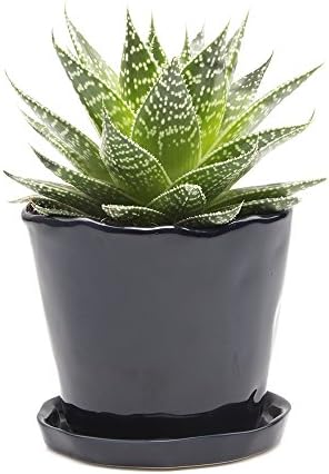 CHIVE ‘Tika’ Big Succulent Pot — 5” Cute Planter Pots for Indoor Plants — Beautiful Modern Decor for Home & Kitchen — Midnight Blue by Chive