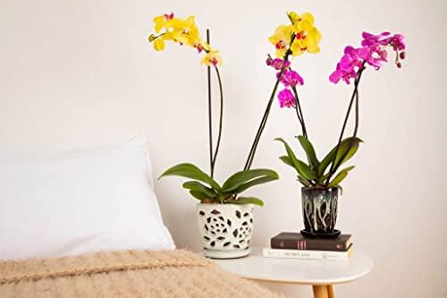 rePotme Orchid Pot - 5 inch Floral Cutout Ceramic Orchid Pot with Holes (Cream Over Lavender) - Includes 5 inch Slotted Pot Liner - Image 4