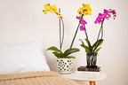 rePotme Orchid Pot - 5 inch Floral Cutout Ceramic Orchid Pot with Holes (Cream Over Lavender) - Includes 5 inch Slotted Pot Liner - Image 4