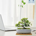 MUZHI 2 Pack Amazing Ice Crack Glazed Ceramic Bonsai Pot White Color 5 Inch with Bamboo Tray, Plant Pot Succulent Planter for Office Home Garden Decor Gift - Image 7