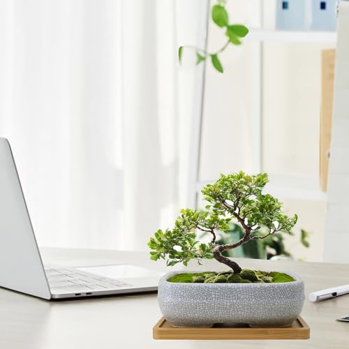 MUZHI 2 Pack Amazing Ice Crack Glazed Ceramic Bonsai Pot White Color 5 Inch with Bamboo Tray, Plant Pot Succulent Planter for Office Home Garden Decor Gift - Image 7