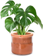 Phoenix Vine 8 Inch Self Watering Planter, Design Terracotta Pot for Plants, Indoor Cylinder Terra Cotta Pot with Glass Vase, Set of 1, 51-A-H-1 by Phoenix+Vine