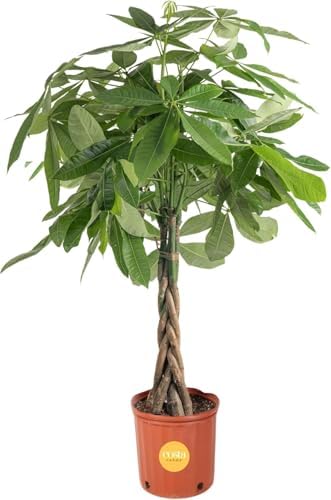 Costa Farms Money Tree, Live Indoor Plant, Braided Trunk, Easy Care by Unknown