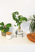 Winkee - Hydrovase Flora | Flower Vase with Metal Stand | Table Planter | Modern Decoration | Glass Propagation Station | Cut-Out Plants Glass | Root Glass Vase | Gift for Mother's Day, Birthday - Image 4