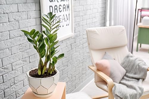 Organic Zamioculcas Plant Soil Mix by Gardenera - Cultivate Elegance Excellence with Natural and Nutrient-Rich Formula - 5 Quart - Image 2