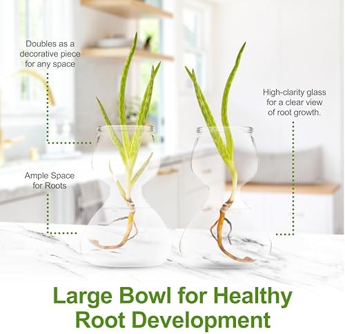 Garden Guru Plant Propagation Stations - Clear Glass Bud Vases Set of 32 - Mini Vases for Wedding Centerpieces, Cafe Décor, Tea Shop Displays - Small Hydroponic & Flower Vase - Image 5