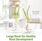 Garden Guru Plant Propagation Stations - Clear Glass Bud Vases Set of 8 - Mini Vases for Wedding Centerpieces, Cafe Décor, Tea Shop Displays - Small Hydroponic & Flower Vase - Image 5