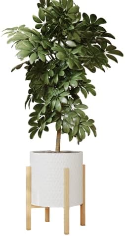 EverNest Claire Minimalist White Plant Pot with Kinsley Wood Stand, Indoor Mid-Century Planter, SelectBase, Modern Plant Holder, Boho Style Home Décor Pots (Large, 3 Gallon) by EverNest