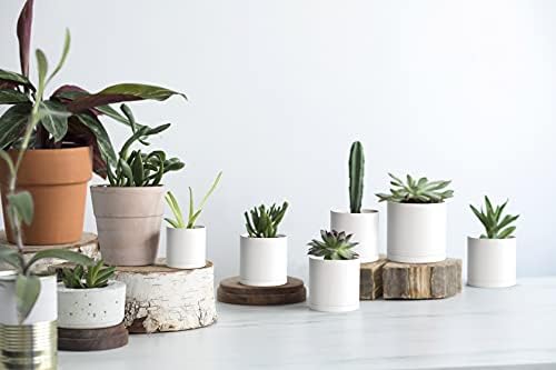 D'vine Dev 12-Pack Mini White Plastic Planters with Saucers, 3 in, 74-Z-C-4 - Image 5