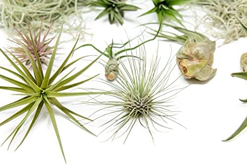 10 Pack Grab Bag Air Plants Gift Wrapped with Tillandsia Usneiodes Spanish Moss - Live Tillandsia - Easy Care House Plant - Succulents - 30 Day Guarantee - Image 4