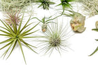 10 Pack Grab Bag Air Plants Gift Wrapped with Tillandsia Usneiodes Spanish Moss - Live Tillandsia - Easy Care House Plant - Succulents - 30 Day Guarantee - Image 4