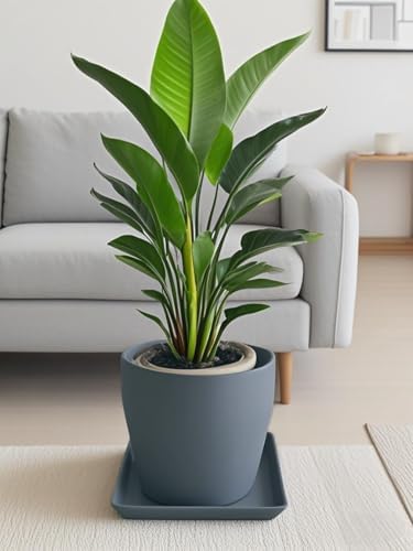 Square Plant Saucer 10 Inch 1 Pack，Plant Trays for Pots, Gray Ceramic Plant Saucers for Indoors Outdoors, Plant Drip Tray 4 6 8 10 12 14 Inch - Image 6