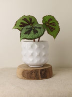 Ceramic Plant Pots, Geometry Textured Flower Pots Indooe/Outdoor, Modern Planter for Home Decor,Office,Bookshelf,Living Room, 5'' H (White) - Image 4