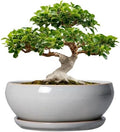 SQOWL 12 Inch Bonsai Pots, Large Ceramic Succulent Pots with Saucer, Gray by SQOWL