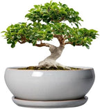 SQOWL 12 Inch Bonsai Pots, Large Ceramic Succulent Pots with Saucer, Gray by SQOWL
