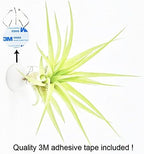 10 Pack Wall Mount Air Plant Holder (Adhesive tape,Stainless Steel Tillandsia Air Plant Planter)A Unique Set of Air Plant Containers for Creating Tillandsias Art Display On Wall (Medium) - Image 5