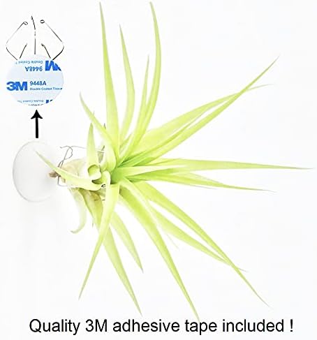 10 Pack Wall Mount Air Plant Holder (Adhesive tape,Stainless Steel Tillandsia Air Plant Planter)A Unique Set of Air Plant Containers for Creating Tillandsias Art Display On Wall (Medium) - Image 5