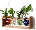 Plant Propagation Stations Heart Plant Terrarium Kit by CYZglass