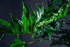 Split Leaf Philodendron Potting Mix - Retains Moisture and Enhances Root Growth by Gardenera - 5 Quart - Image 6