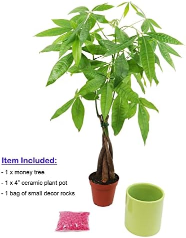 Athena's Garden Money Tree Plant Indoor Live Plant Pachira Money Tree with Ceramic Planter 18 Inches Tall, Green Pot - Red Rocks, Medium - Image 4